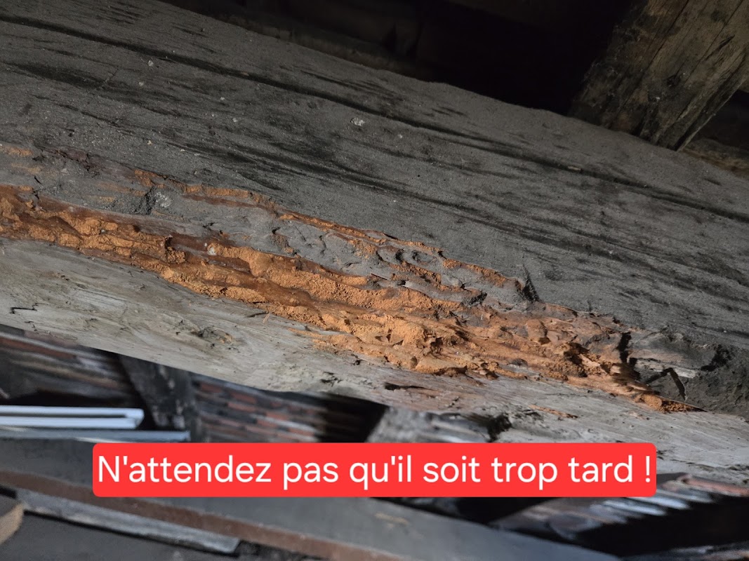 Réalisation — François Multi-Services : Démoussage